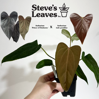 Anthurium 'Prince of Darkness' x indo portillae [#1785]