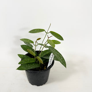 Hoya sungwookii [#1627]