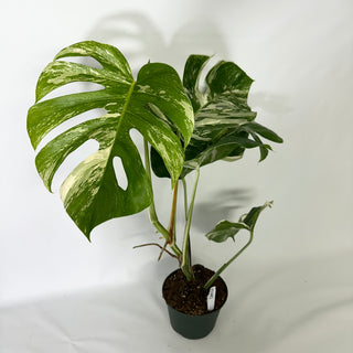 Monstera deliciosa var. borsigiana albo-variegata [#1682]