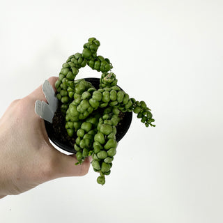 Dischidia nummularia "Dragon Jade" [#1769]