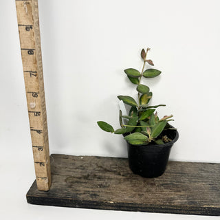 Hoya sp. aff. burtoniae (variegated) [#1819]