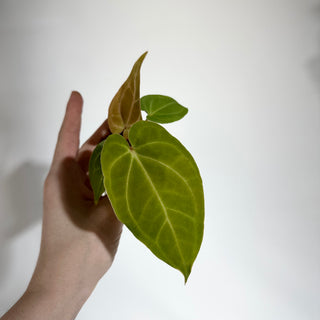 Anthurium magnificum/crystallinum x 'Prince of Darkness' - Seedling [#1900]