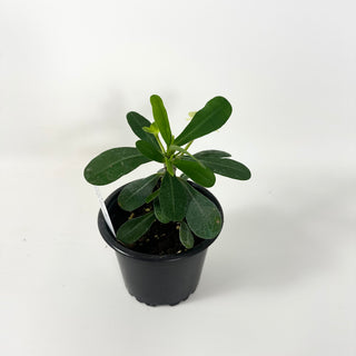 Euphorbia milii 'Lemon Yellow'