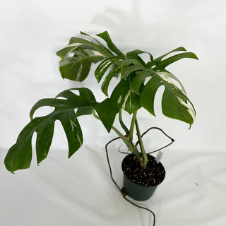 Monstera deliciosa var. borsigiana albo-variegata [#1521]