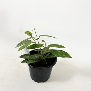 Hoya sungwookii [#1627]