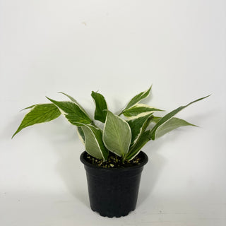 Hoya polyneura (outer variegated) [#2236]