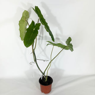 Philodendron 'Paraiso Verde' (Non-TC) [#1626]