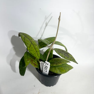 Z-5017 - Hoya sp. Perak Malaysia **NEW**