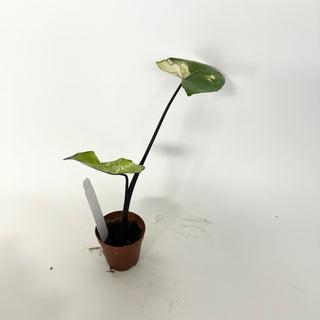 Z-5162 - Alocasia plumbae variegata (Black Stem)