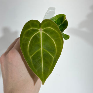 Anthurium 'Zara' x carlablackiae - 2 Seedlings [#1896]