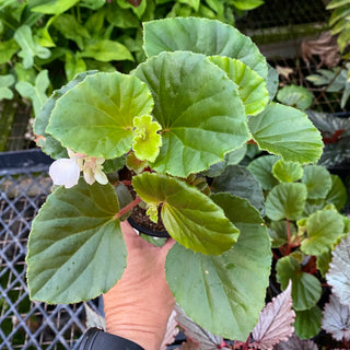 Begonia cucullata