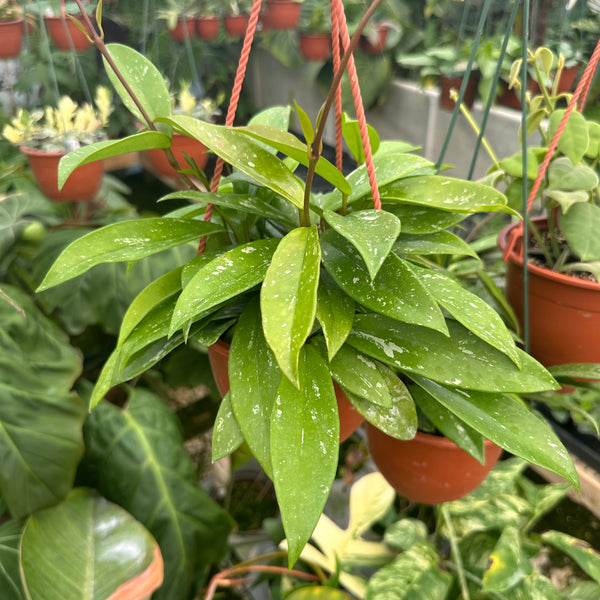 Hoya pubicalyx 'Jungle Garden' – Steve's Leaves