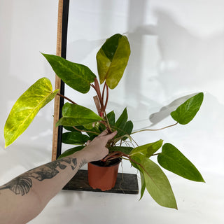 Philodendron 'Painted Lady' (Non-TC) [#1958]
