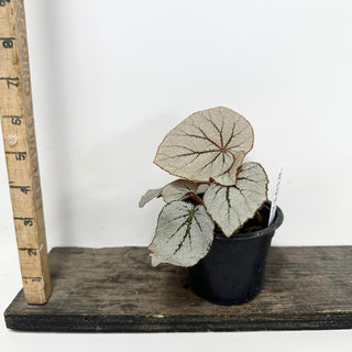 Begonia 'Rice Paper' [#1912]