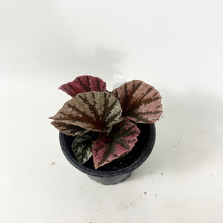 Begonia 'Snowberry' [#1909]