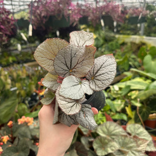 Begonia 'Rice Paper'