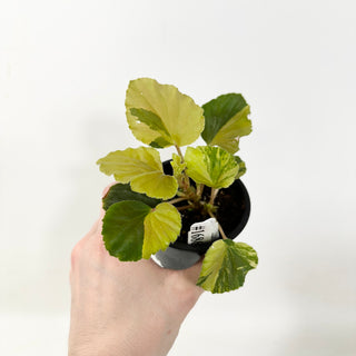 Begonia cucullata (variegated) [#1686]