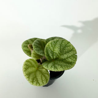 Begonia U702 [#2239]