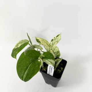 Scindapsus 'Jade Satin' albo-variegata