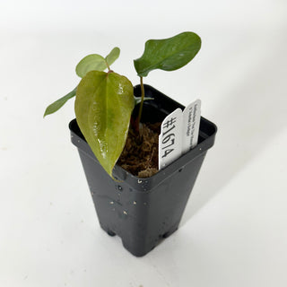 Anthurium 'Not The Mama'/forgetii x 'Amelia's Delight' [#1674]