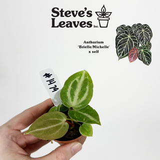 Anthurium 'Brielle'/'Michelle' x self - 3 Seedlings [#1479]