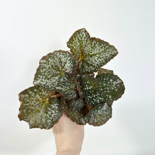 Begonia 'Island Magic' [#2102]