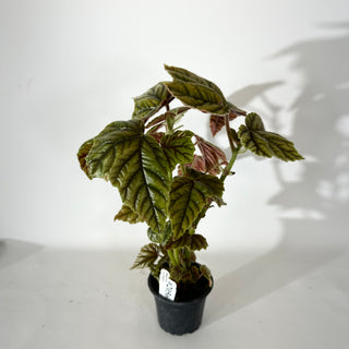 Begonia metallica variegata [#2056]