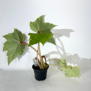 Begonia 'Ricinifolia' [#2051]