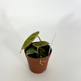 Anthurium 'Contessa' x self - 2 Seedlings [#1613]