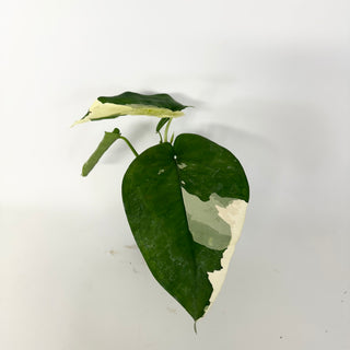 Z-5159 - Syngonium chiapense variegated