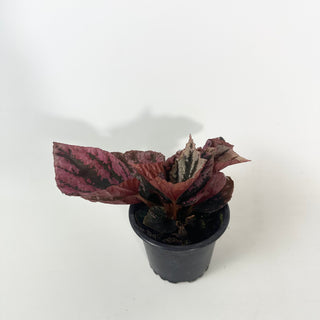Begonia 'Snowberry' [#2122]