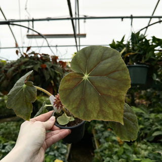 Begonia 'Lotusland'