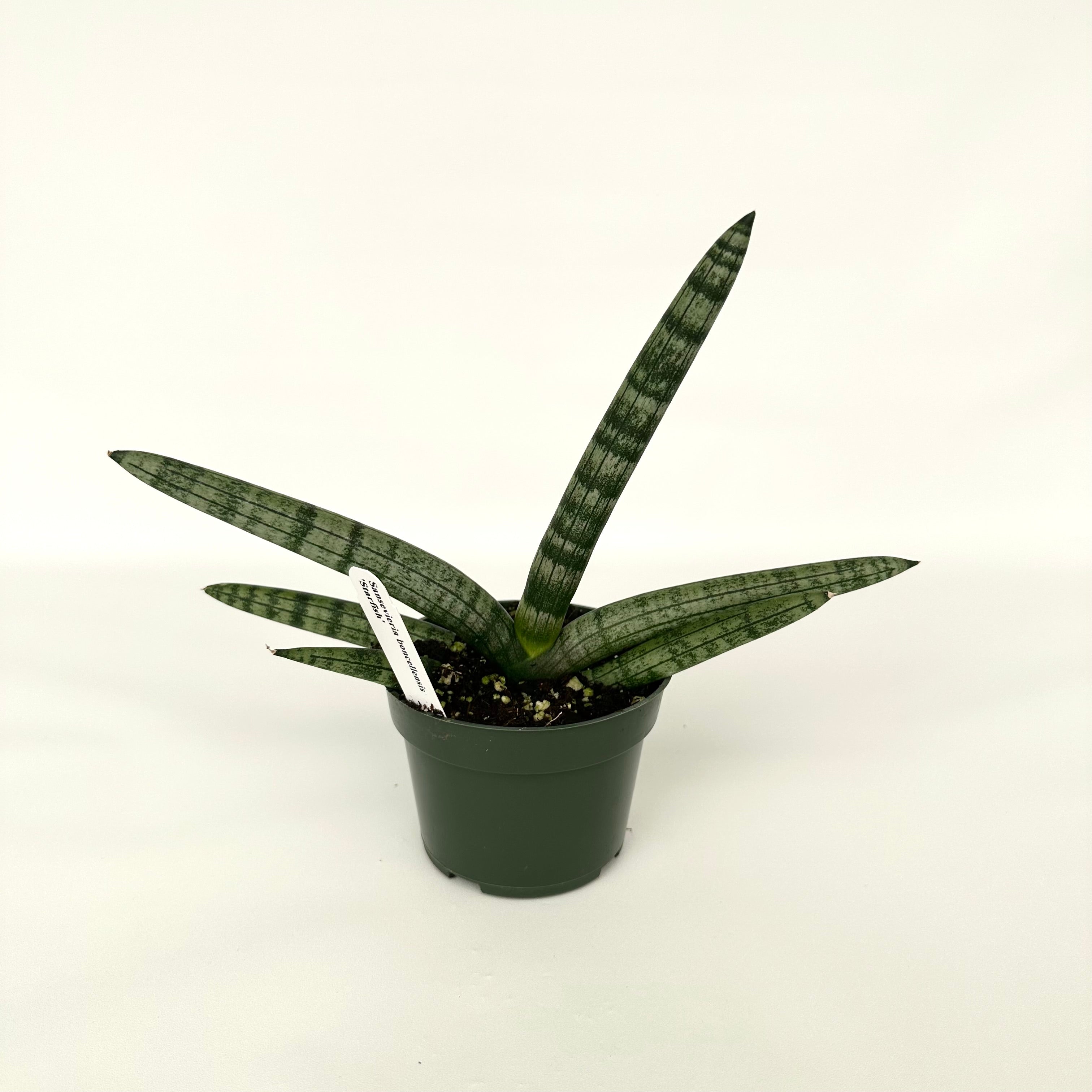 sansevieria starfish pups Sansevieria boncellensis 'Starfish'