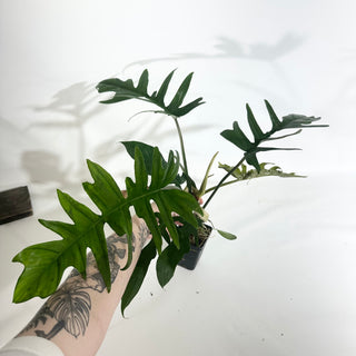 Z-5013 - Philodendron 'Florida Beauty' x tortum (reverted)