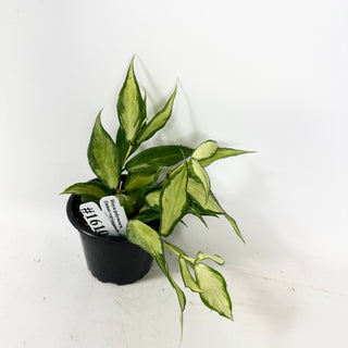 Hoya polyneura (inner variegated) [#1610]