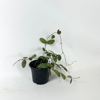 Hoya sp. GPS-7240 [#2020]