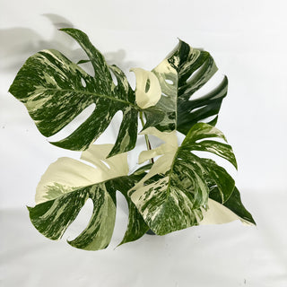 Z-4326 - Monstera deliciosa var. borsigiana albo-variegata