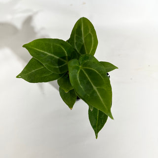 Anthurium magnificum/‘Silver Blush' x 'Chuck Norris' [#1901]