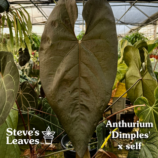 Anthurium 'Dimples' x self - Seedling [#1288]