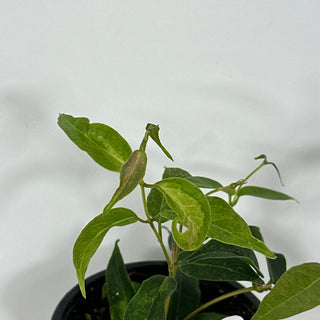 Hoya dennisii 'Frida' [#2205]