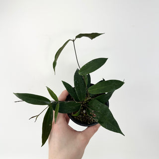 Hoya oreostemma (pink-white) NS 12-318 [#1827]