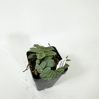 Marcgravia umbellata
