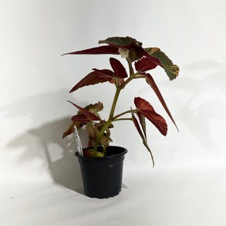 Begonia ‘Withlacoochee’ (Variegated) [#1876]