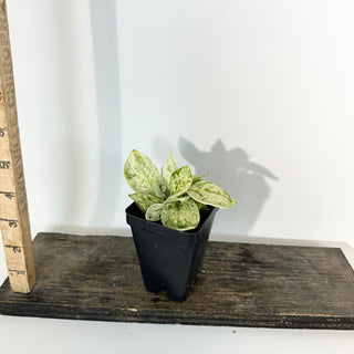 Z-5302 - Scindapsus pictus ‘Mangurai’ variegated