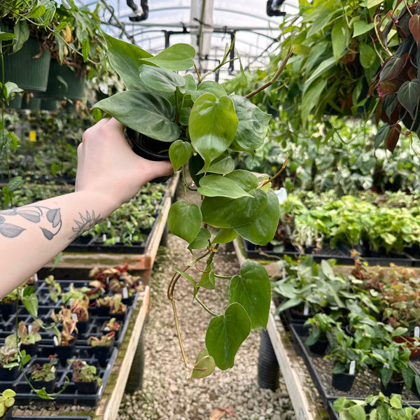 philodendron hederaceum mature Philodendron Hederaceum | Easy Growing Trailing Houseplant
