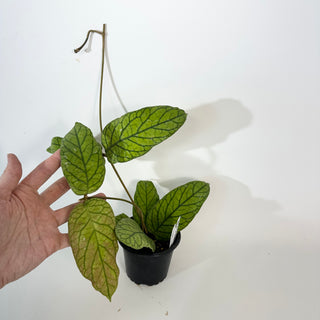 Hoya meredithii [#2178]