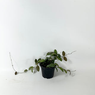 Hoya sp. GPS-7240 [#2020]