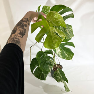Monstera deliciosa var. borsigiana albo-variegata [#1967]
