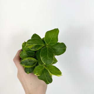 Hoya obscura (outer variegated) [#2206]
