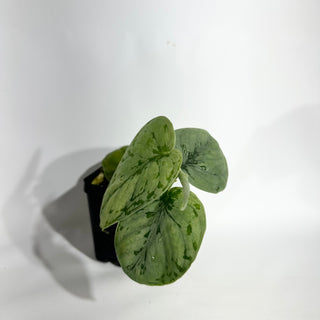 Z-4970 - Scindapsus sp. Lahat